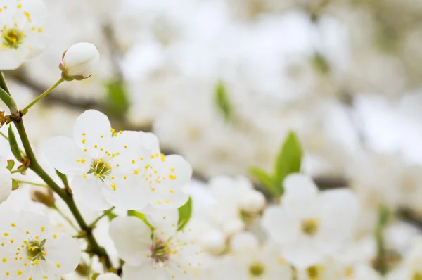 Blossom Beautiful Spring Cherry Tree — Stock Photo, Image