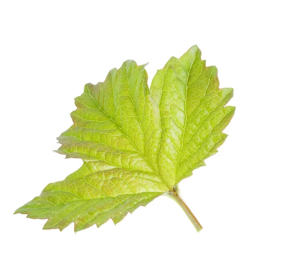 Natur grünes Blatt isoliert über weißem Hintergrund — Stockfoto