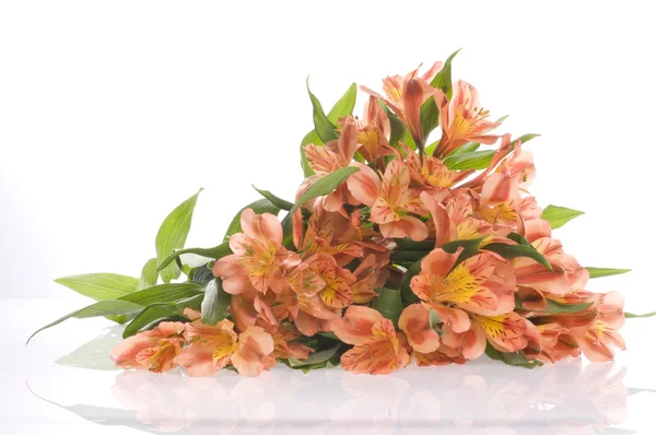 Vackra Semester Blommor Vit Bakgrund — Stockfoto