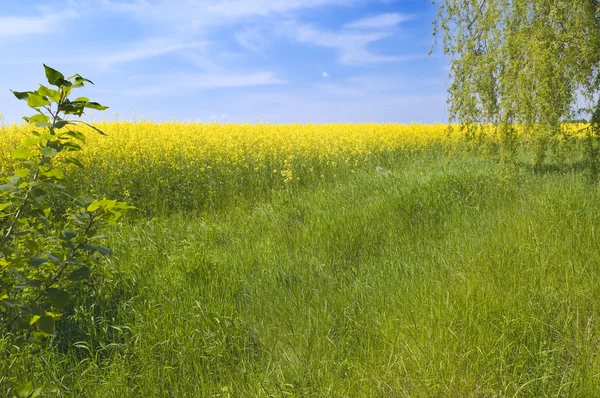 Zemědělství letní přírodní krajina — Stock fotografie