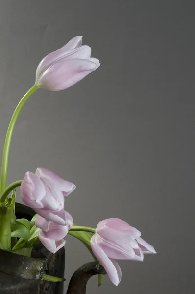 Rózsaszín Tulipán Egy Régi Vízforraló Csendélet Szürke Háttér Felett Csomó — Stock Fotó