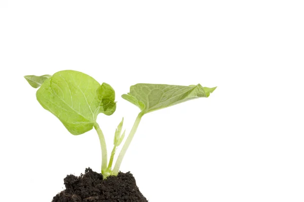 暗い土壌で成長している緑色植物は芽 — ストック写真