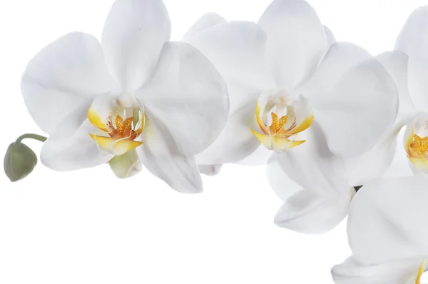 Feriado Cartão Saudação Com Bela Orquídea Fresca — Fotografia de Stock