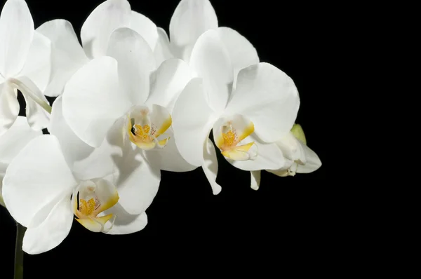 Свята Листівка Красивою Свіжою Орхідеєю — стокове фото