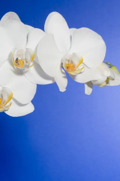 Holiday Greeting Card Beautiful Fresh Orchid — Stock Photo, Image