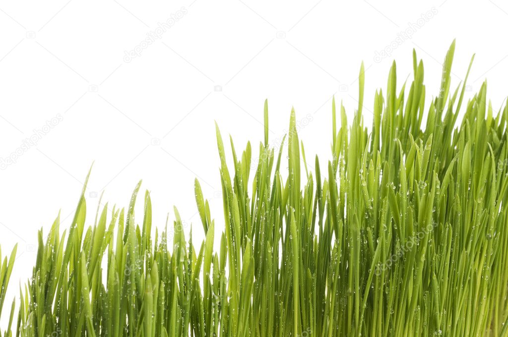 Spring green grass background.