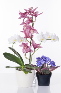 Orchids and violet viola in pots isolated over white background clipart