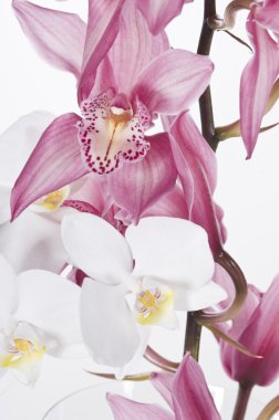 Beautiful pink and white orchids isolated over white background clipart