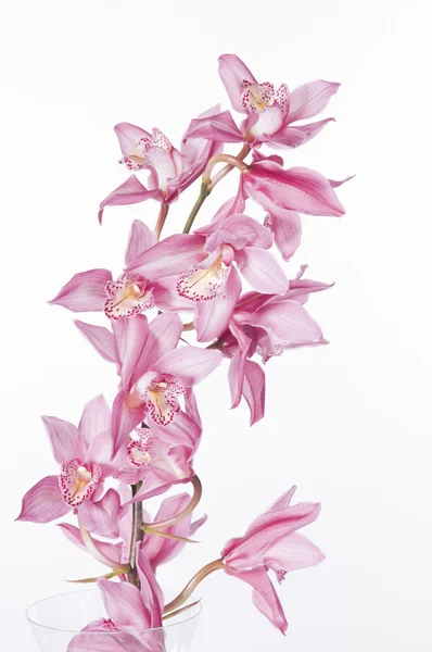 Beyaz Arka Plan Üzerinde Izole Güzel Pembe Orkide — Stok fotoğraf