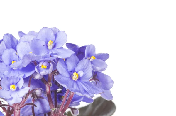 Květy Fialové Viola Izolovaných Bílém Pozadí Copyspace — Stock fotografie