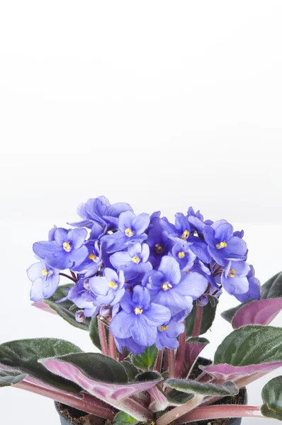 Violet viola flowers — Stock Photo, Image