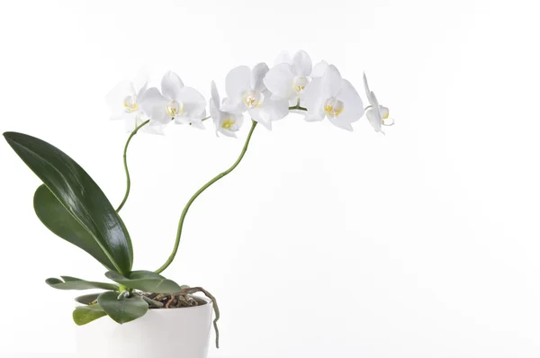 Piękna Biała Orchidea Doniczce Białym Tle Nad Białym — Zdjęcie stockowe
