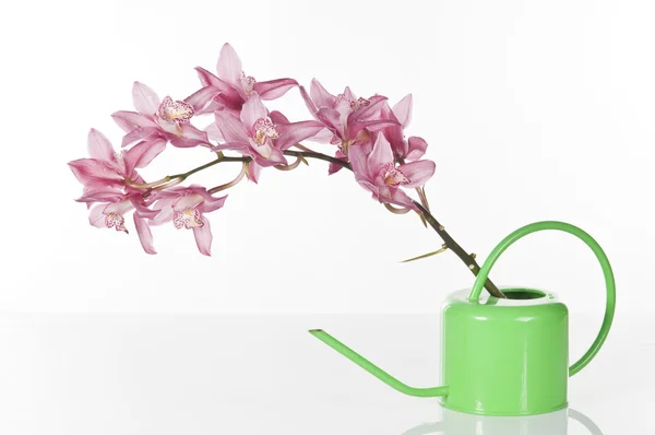 Beautiful Pink Orchid Watering Can Isolated White Background — Stock Photo, Image