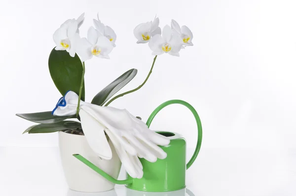Fehér orchidea, kesztyűt és zöld öntözés fogalmát csendélet — Stock Fotó