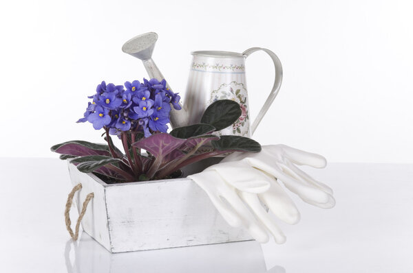 Concept still life with violet viola, gloves and green watering can over white