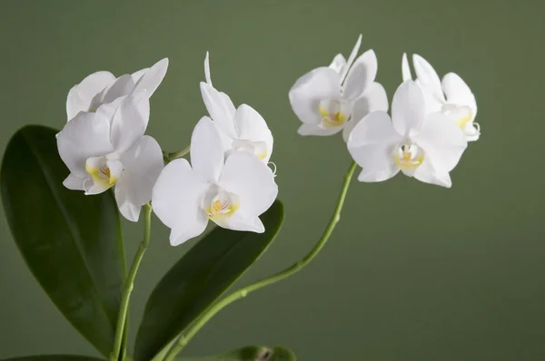 Flor Branca Orquídea Sobre Fundo Verde — Fotografia de Stock
