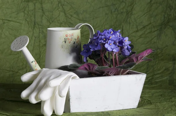 Jardinagem Natureza Morta Com Viola Violeta Regador Luvas — Fotografia de Stock