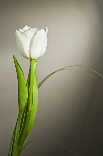 Flor branca única — Fotografia de Stock