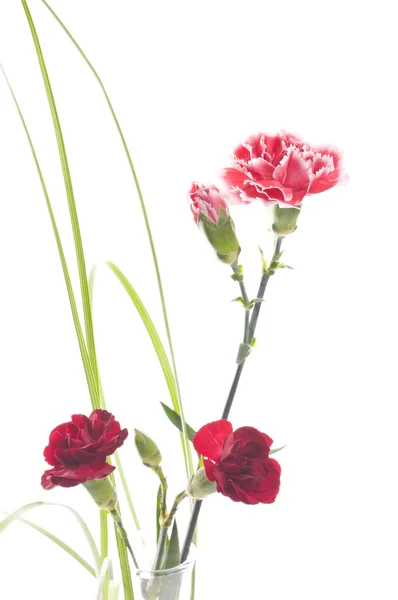Květiny Karafiátu Izolovaných Bílém Pozadí — Stock fotografie