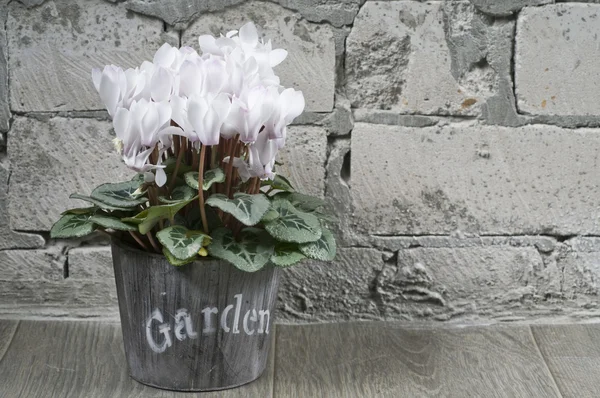 Grery Tuğla Üzerine Çiçek Tencerede Beyaz Siklamen Arka Duvar — Stok fotoğraf