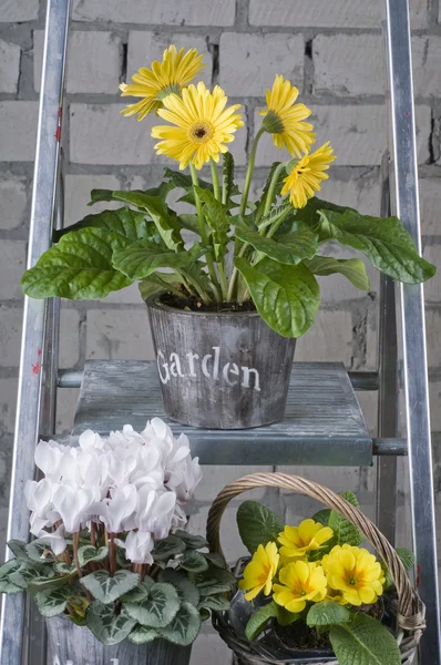 Groep Van Verschillende Tuin Bloemen Potten — Stockfoto