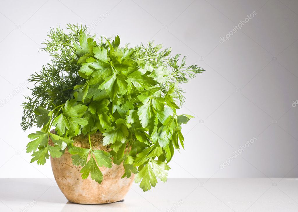 Fresh green herbs in a pot over white