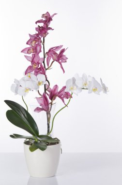 White and pink orchids in pots isolated over white background clipart