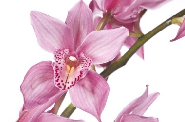 Beautiful pink orchid isolated over white background clipart