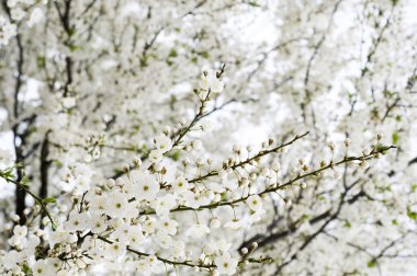 güzel bahar kiraz ağacı çiçeği