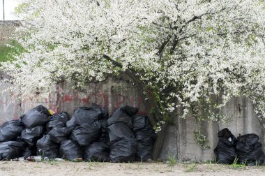 güzel çiçek açan kiraz ağacı ve berbat sweepings ile bahar