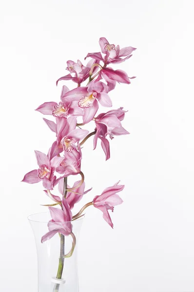 Orquídea Rosa Bonita Isolada Sobre Fundo Branco — Fotografia de Stock