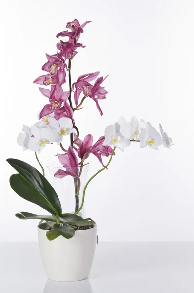 Valkoinen Vaaleanpunainen Orkideat Ruukuissa Eristetty Valkoisella Pohjalla — kuvapankkivalokuva