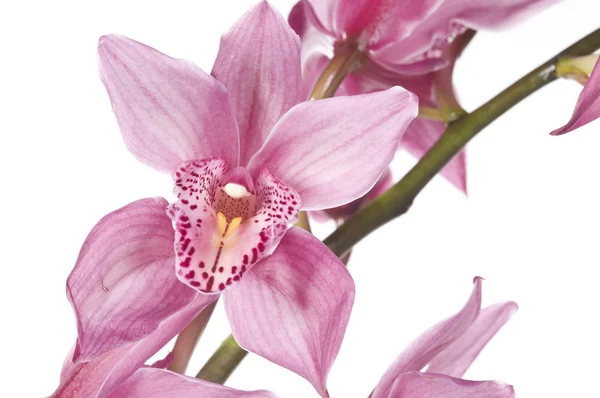 Hermosa Orquídea Rosa Aislada Sobre Fondo Blanco — Foto de Stock