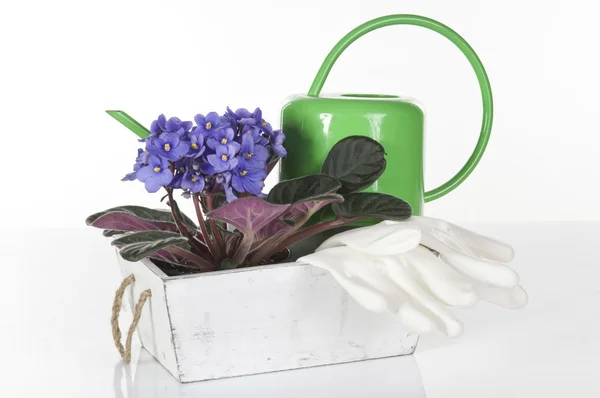 Concept Still Life Violet Viola Gloves Green Watering Can White — Stock Photo, Image