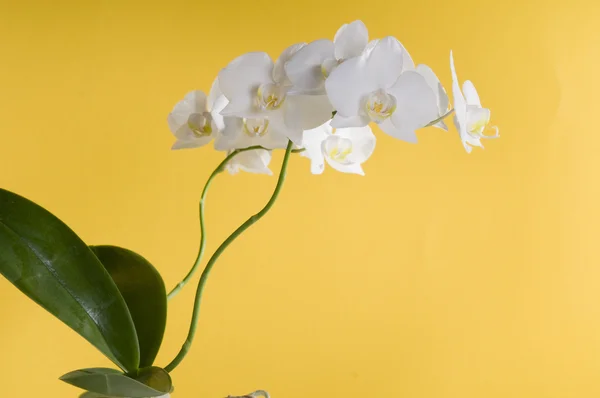 Λευκή Ορχιδέα Λουλούδι Κίτρινο Φόντο — Φωτογραφία Αρχείου