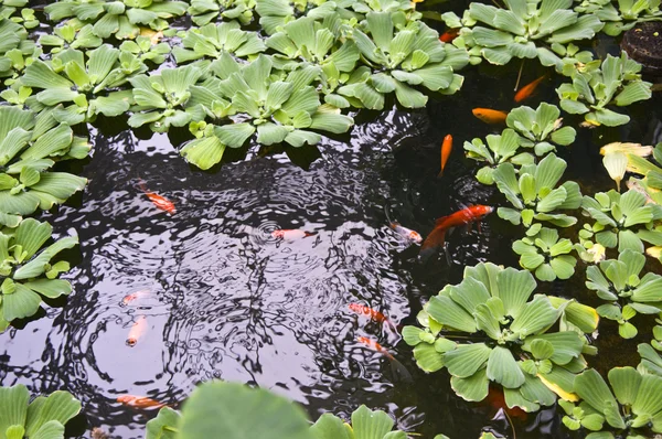 stock image Koi or gold fish in a pond with a water plants