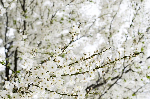 Blossom Beautiful Spring Cherry Tree — Stock Photo, Image