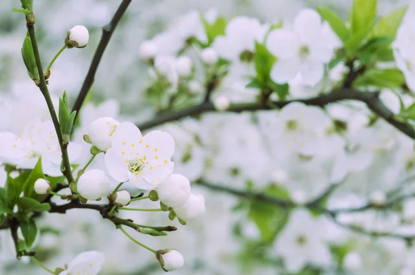 Blossom Beautiful Spring Cherry Tree Out Focus — Stock Photo, Image
