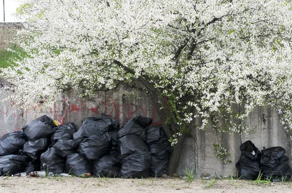 stock image Beautiful blooming spring cherry tree and sucks with sweepings