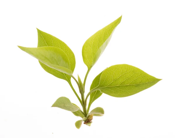 Přírodní zelené listy izolované na bílém pozadí — Stockfoto