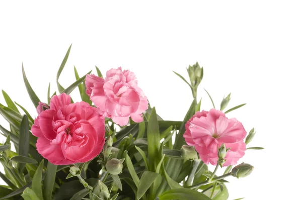 Goździk Multicolor piękny czerwony i różowy wiosna — Zdjęcie stockowe