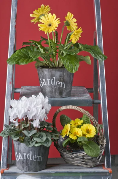 Spring van tuin bloemen in potten — Stockfoto
