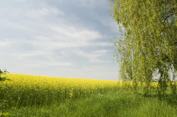 Jordbruket Natur Landskap Med Blå Moln Himlen Och Blommande Gul — Stockfoto