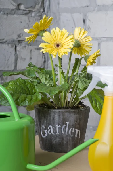 Gele daisy in een pot — Stockfoto