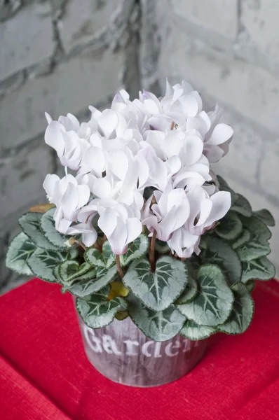 Grery Tuğla Üzerine Çiçek Tencerede Beyaz Siklamen Arka Duvar — Stok fotoğraf