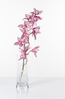 Beautiful pink orchid clipart