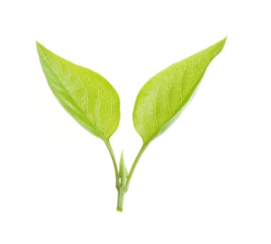 Nature green leaf isolated over white background