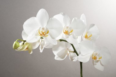 Beautiful orchid clipart