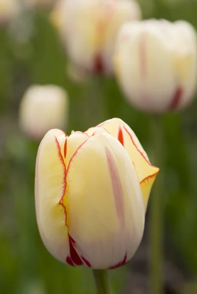 Nature tulips — Stock Photo, Image