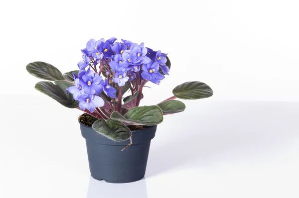 Violeta viola flores en una olla —  Fotos de Stock